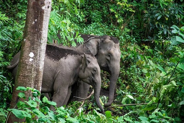 Elephants at “Living in the Forest with Elephants (LIFE)”