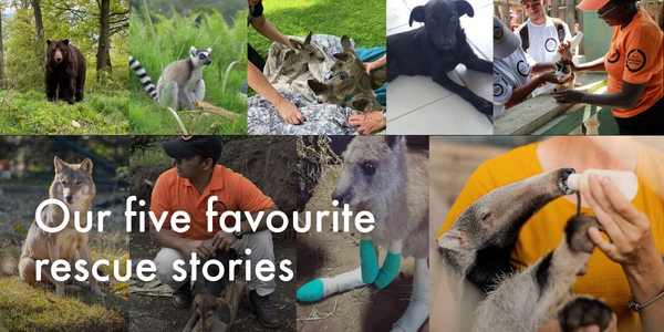 Our five favourite rescue stories