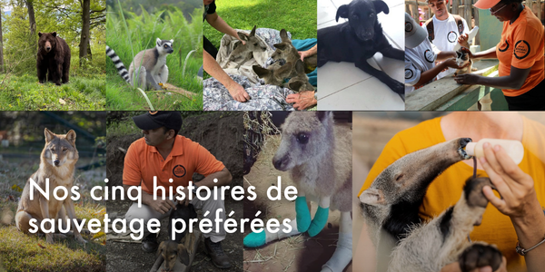 Nos cinq histoires de sauvetage préférées