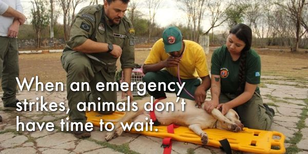 When an emergency strikes, animals don’t have time to wait 