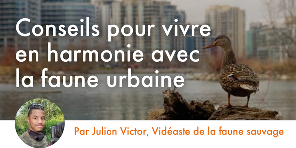 Conseils pour vivre en harmonie avec la faune urbaine