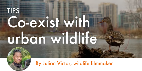 Tips to co-exist with urban wildlife