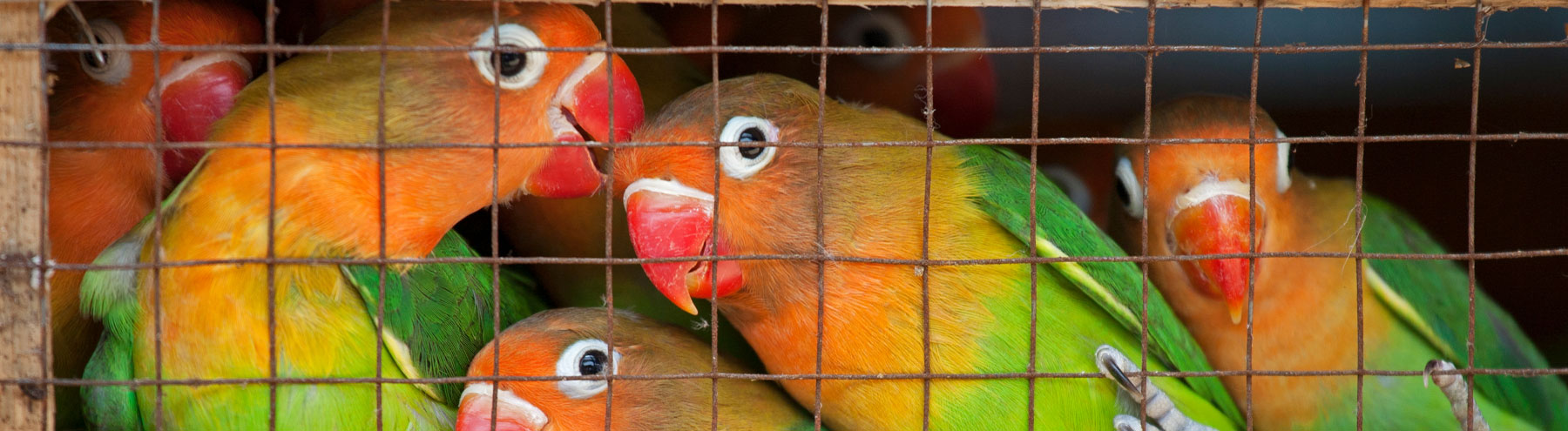 Lovebirds at a bird market ready for shipment to pet stores. Photo: DnDavis/Shutterstock