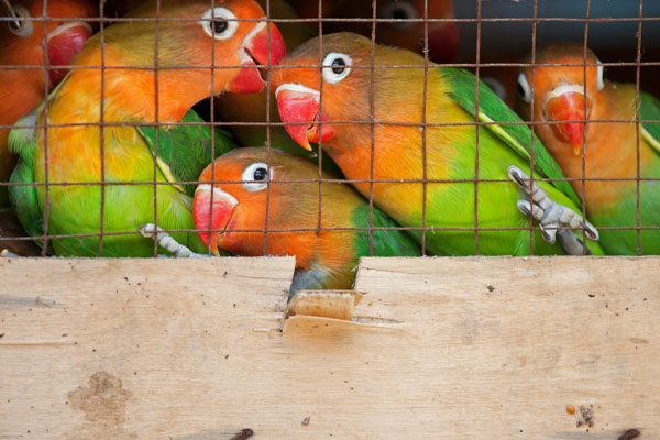 Lovebirds at a bird market ready for shipment to pet stores. Photo: DnDavis/Shutterstock