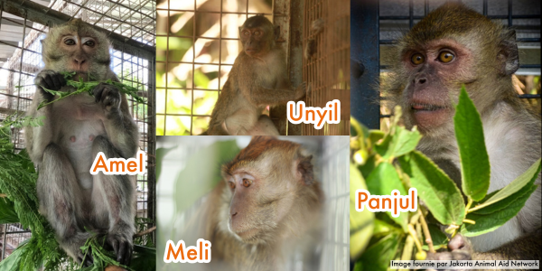 Avez-vous rencontré les macaques? 