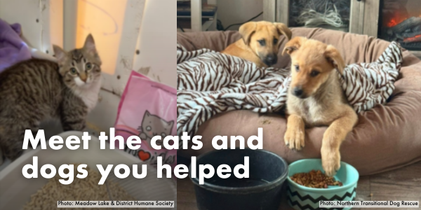 Meet the cats and dogs you helped