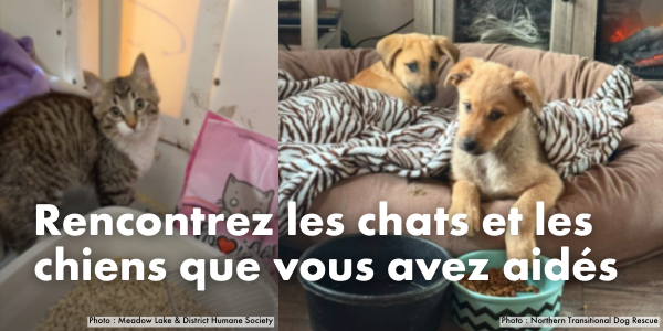 Rencontrez les chats et les chiens que vous avez aidés lors des feux de forêt au Canada