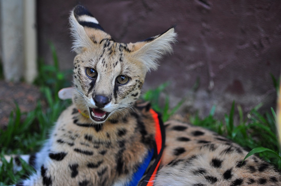 A captive serval