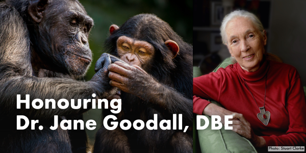 Honouring Dr. Jane Goodall, DBE