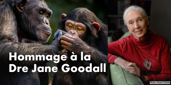 Hommage à la Dre Jane Goodall