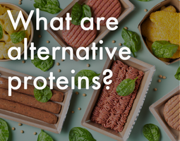 What are alternative proteins?