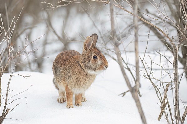 A cottontail rabbit in the snow