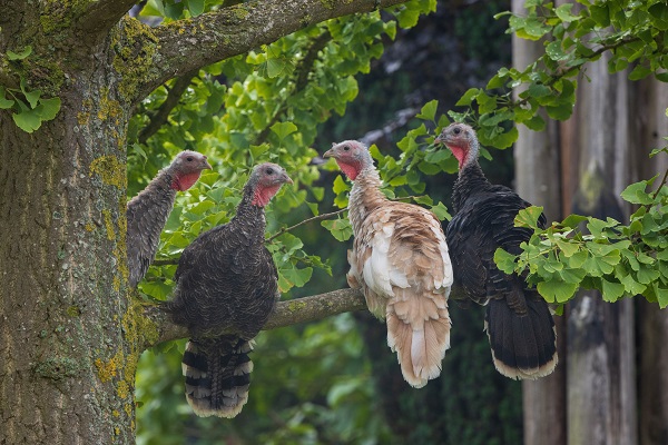 Dindes sauvages perchées dans un arbre.