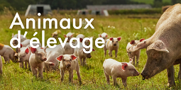 Animaux d’élevage 