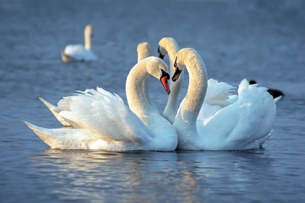 Swans