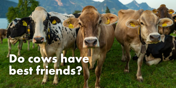 Do cows have best friends?