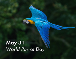 Parrot flying