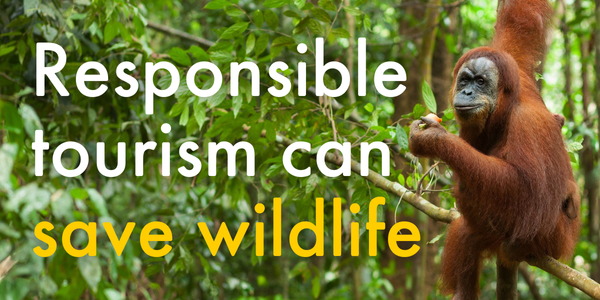 Responsible tourism can save wildlife