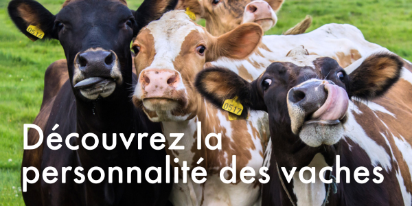 Découvrez la personnalité des vaches