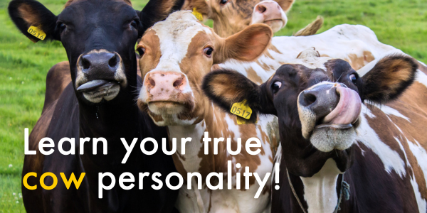 Learn your true cow personality