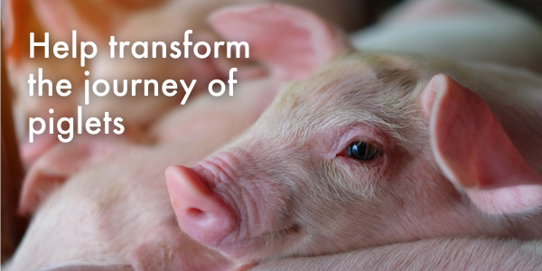 Help transform the journey of piglets