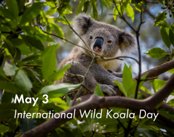 Wild koala