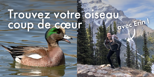 Trouvez votre oiseau coup de cœur avec Erin !
