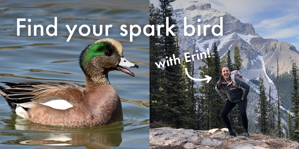 Find your spark bird with Erin!