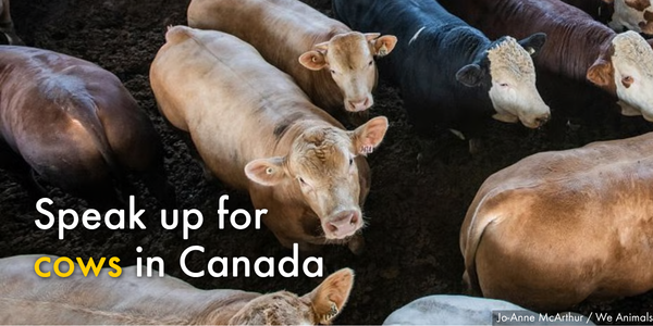 Speak up for cows in Canada – before June 13! 