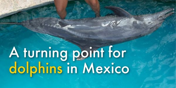 A turning point for dolphins in Mexico