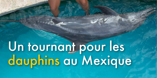 Un tournant pour les dauphins au Mexique 