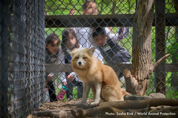 A fox at a roadside zoo in Ontario