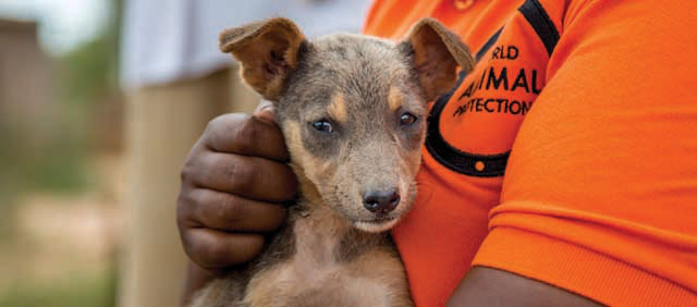 Dog waits for his rabies vaccination in Kenya