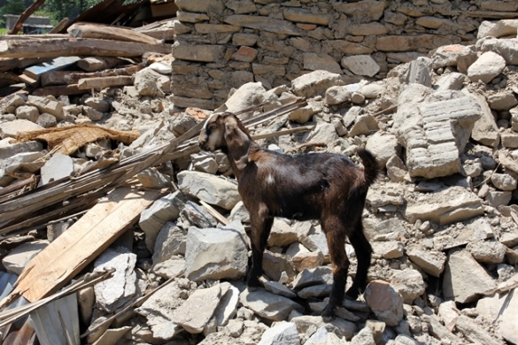 Goat in Nepal suffering from the earthquake