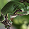 Navigating Tree Frogs in Your Region