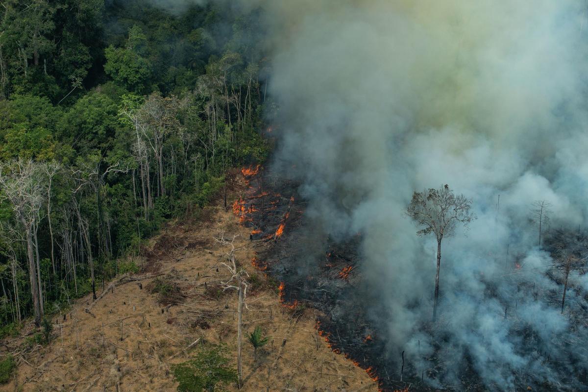 Save The Amazon Petition Greenpeace