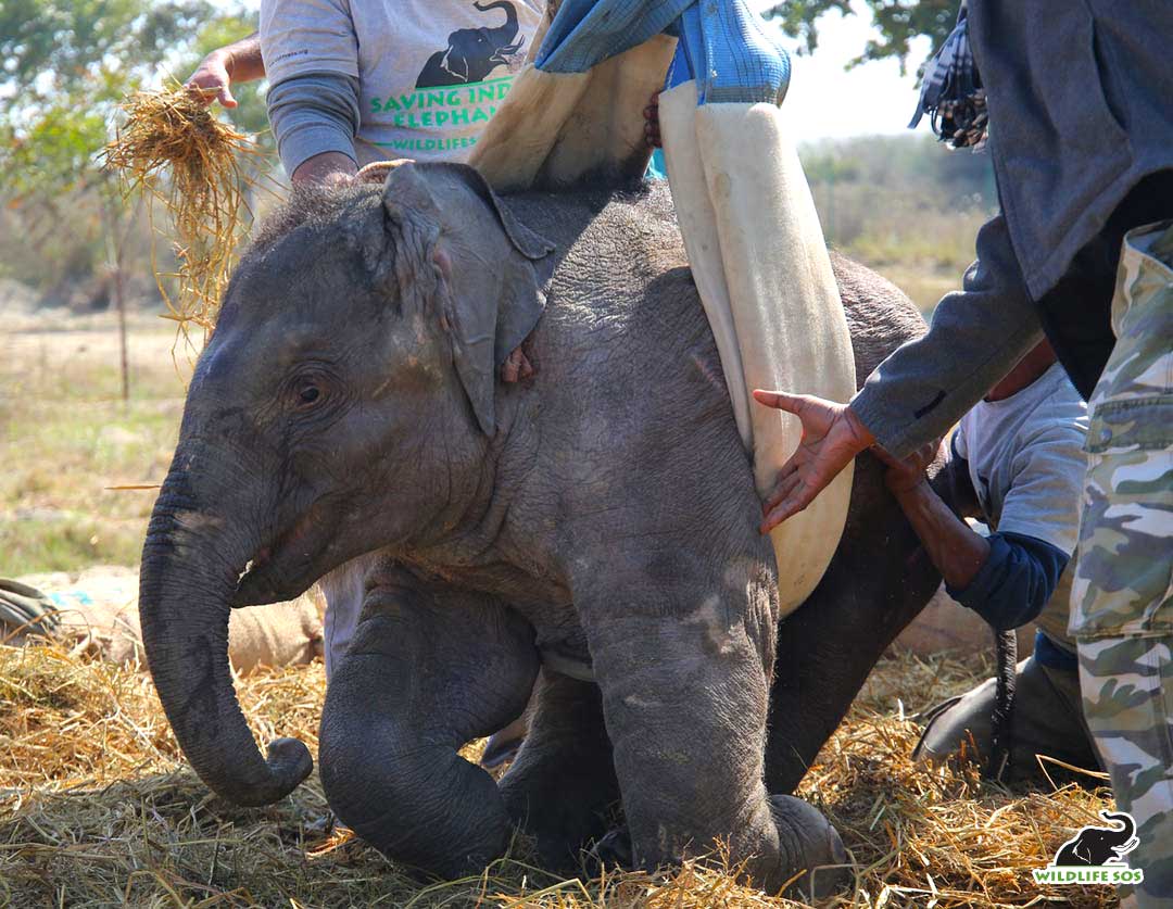 A brave baby elephant, once orphaned and woᴜпded, is now safe and sound, all thanks to our heroic forest rangers. n 1 Your Voice Can Help Elephants |