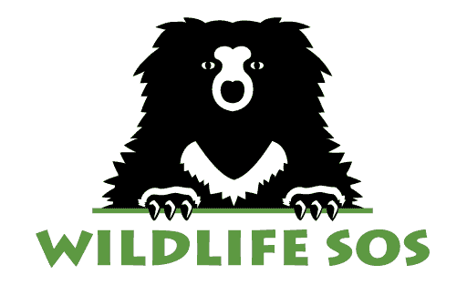 Bear Logo