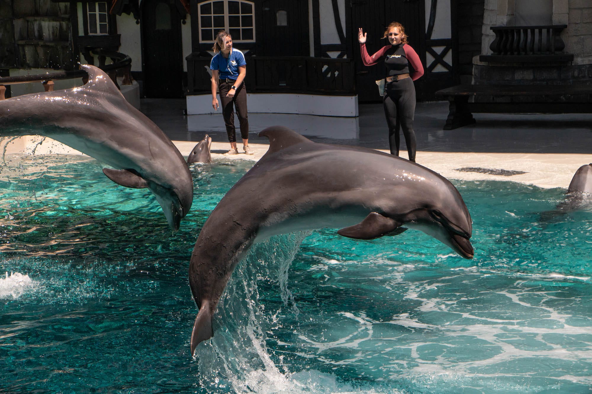 Image shows dolphins performing at Marineland.