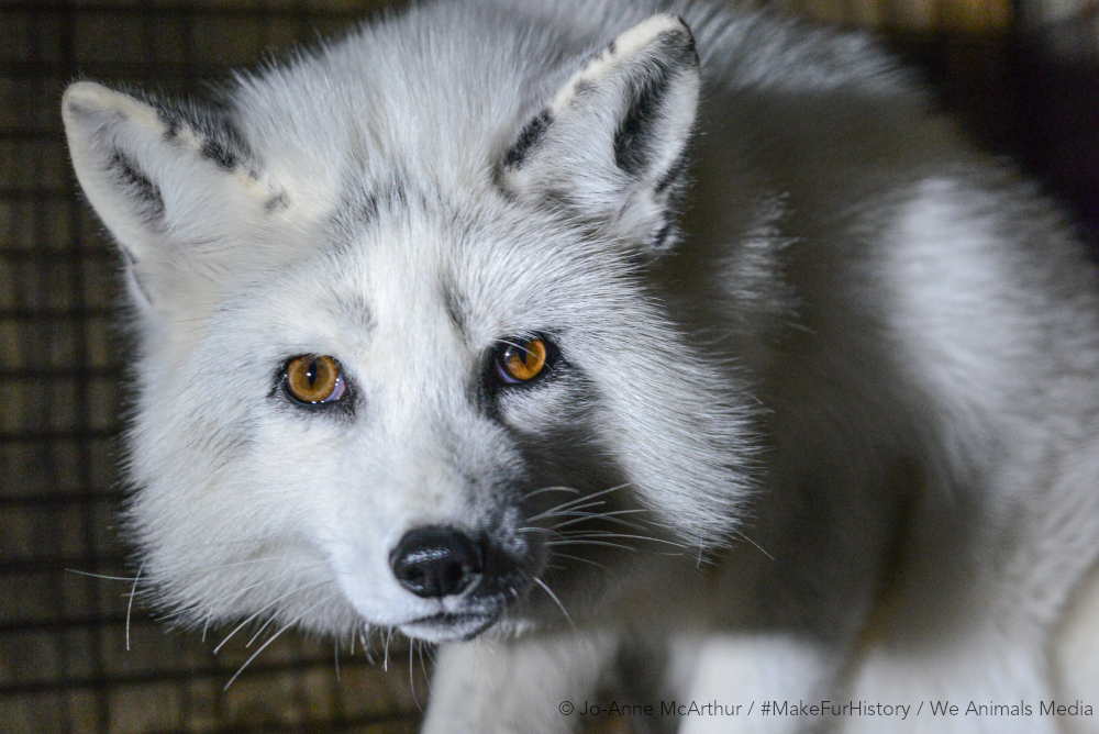 Image shows arctic fox in cage on fur farm.