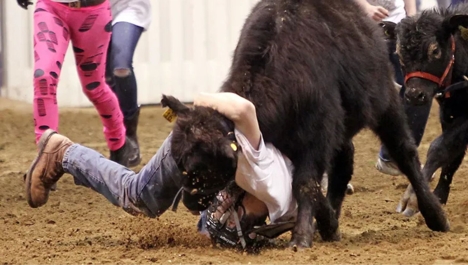 Calf scramble Royal Manitoba Winter Fair