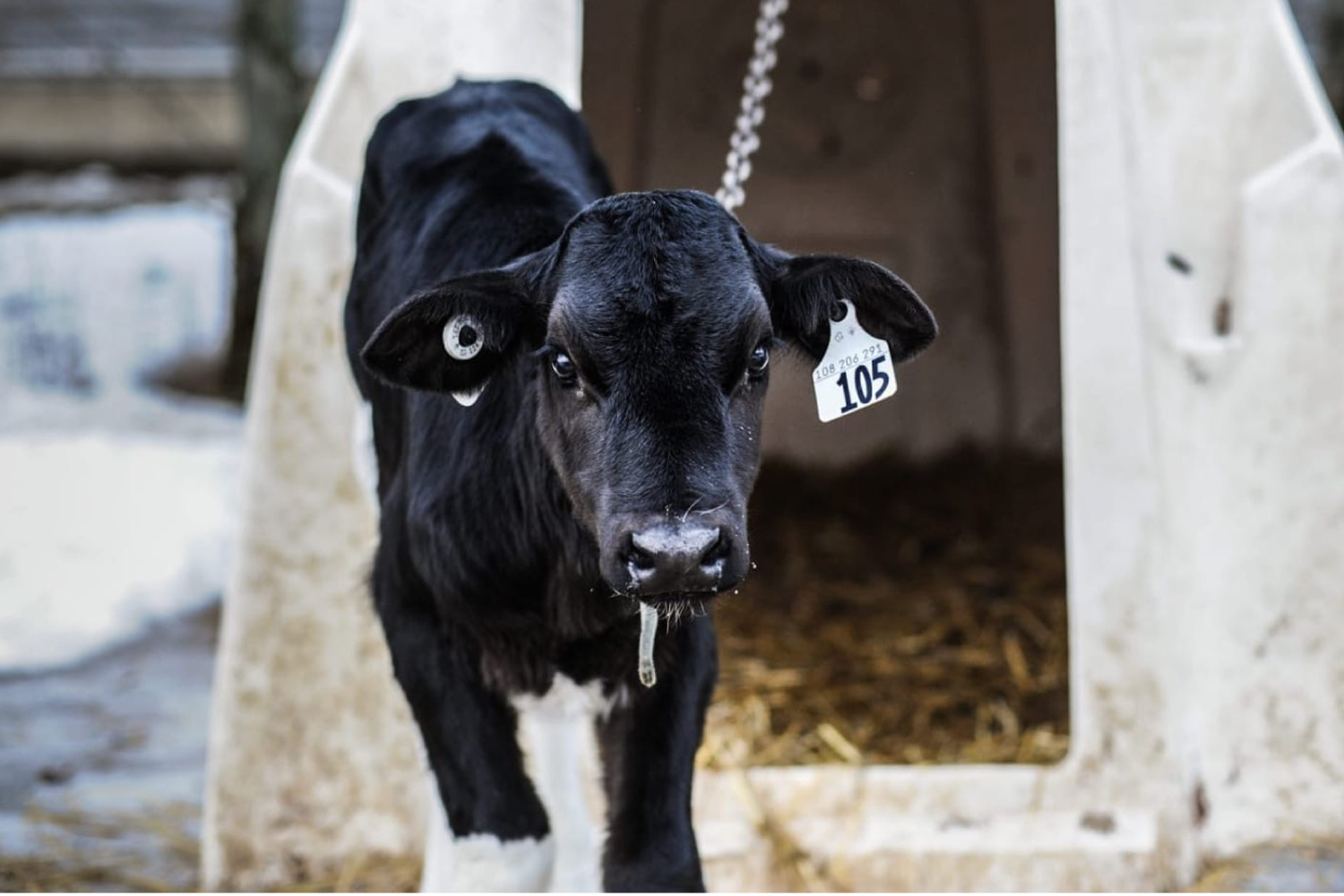 Dairy calf chained to a hutch