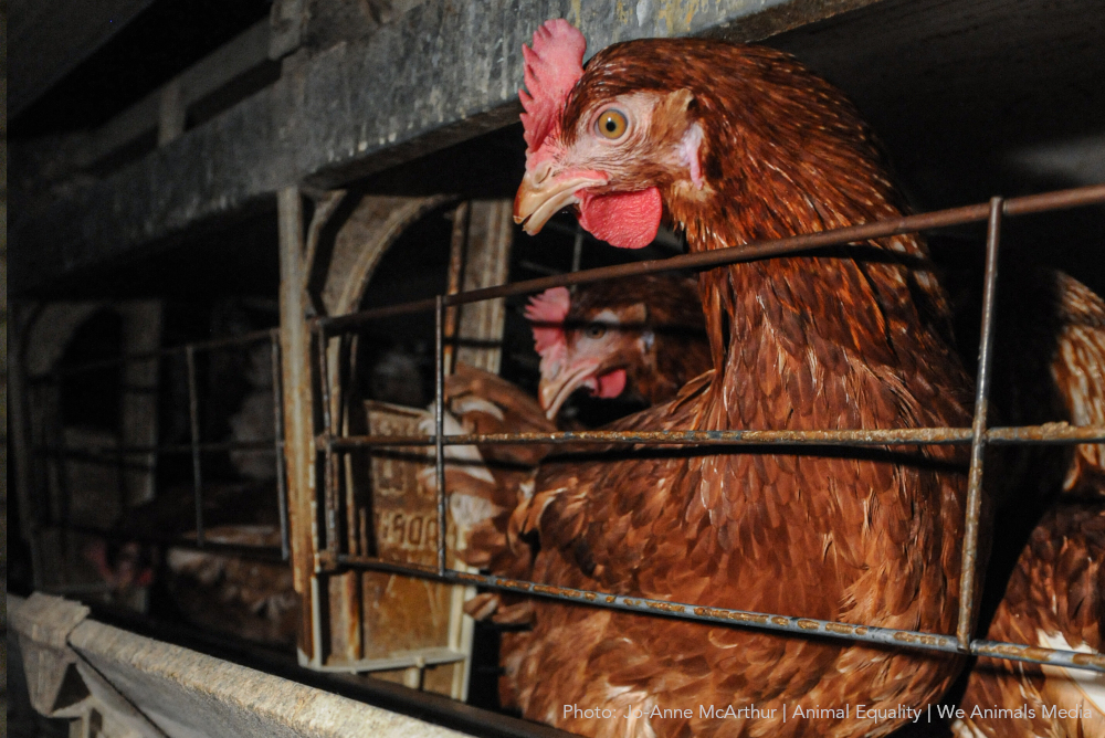 Image shows hen in cage.
