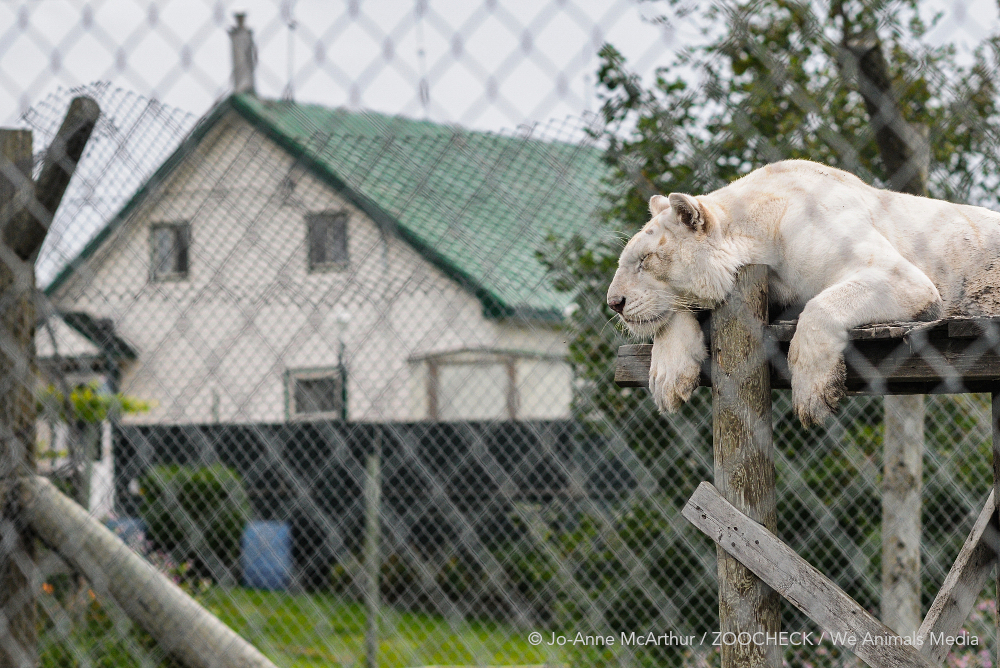White lion next to a house at a roadside zoo in Canada.