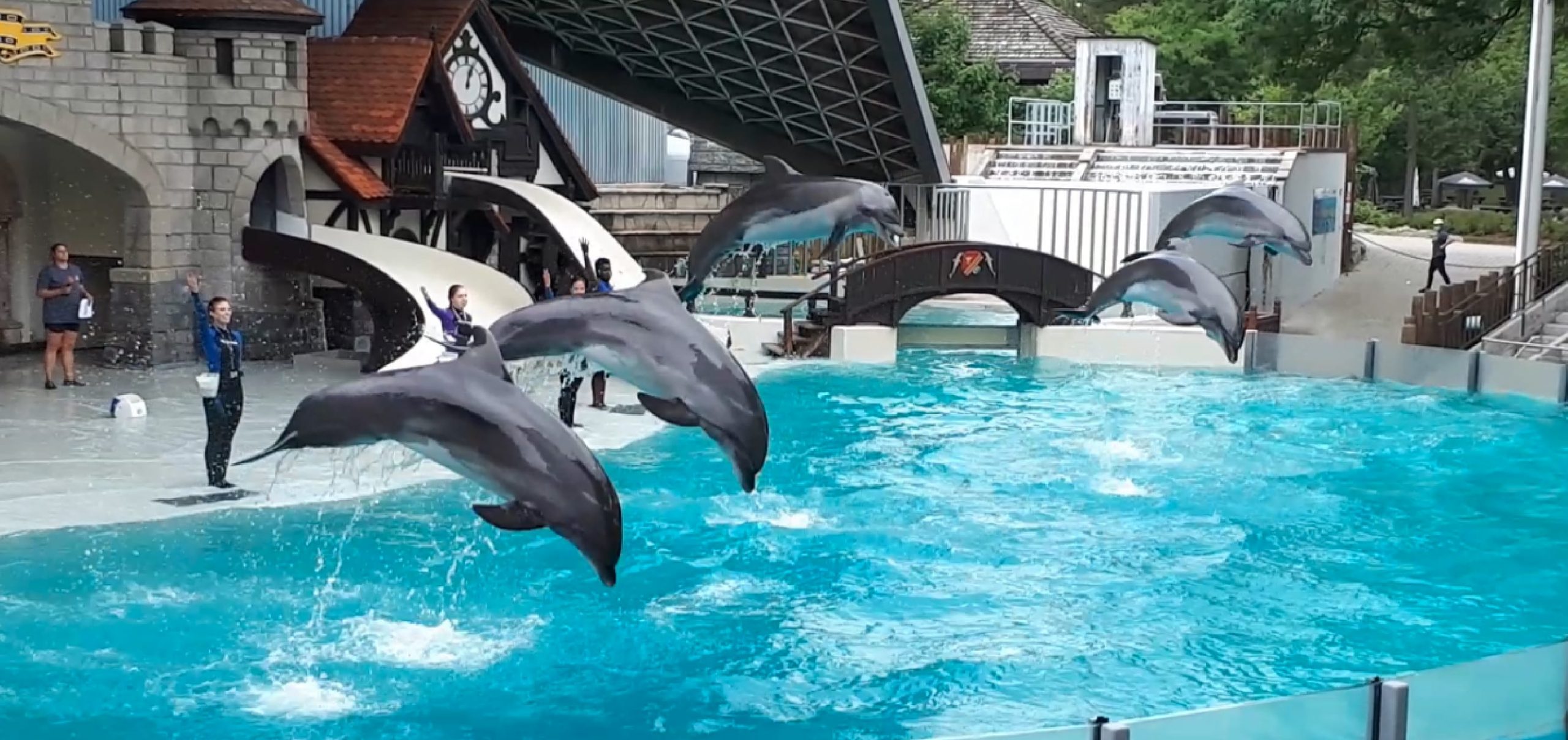 Image shows dolphins at Marineland