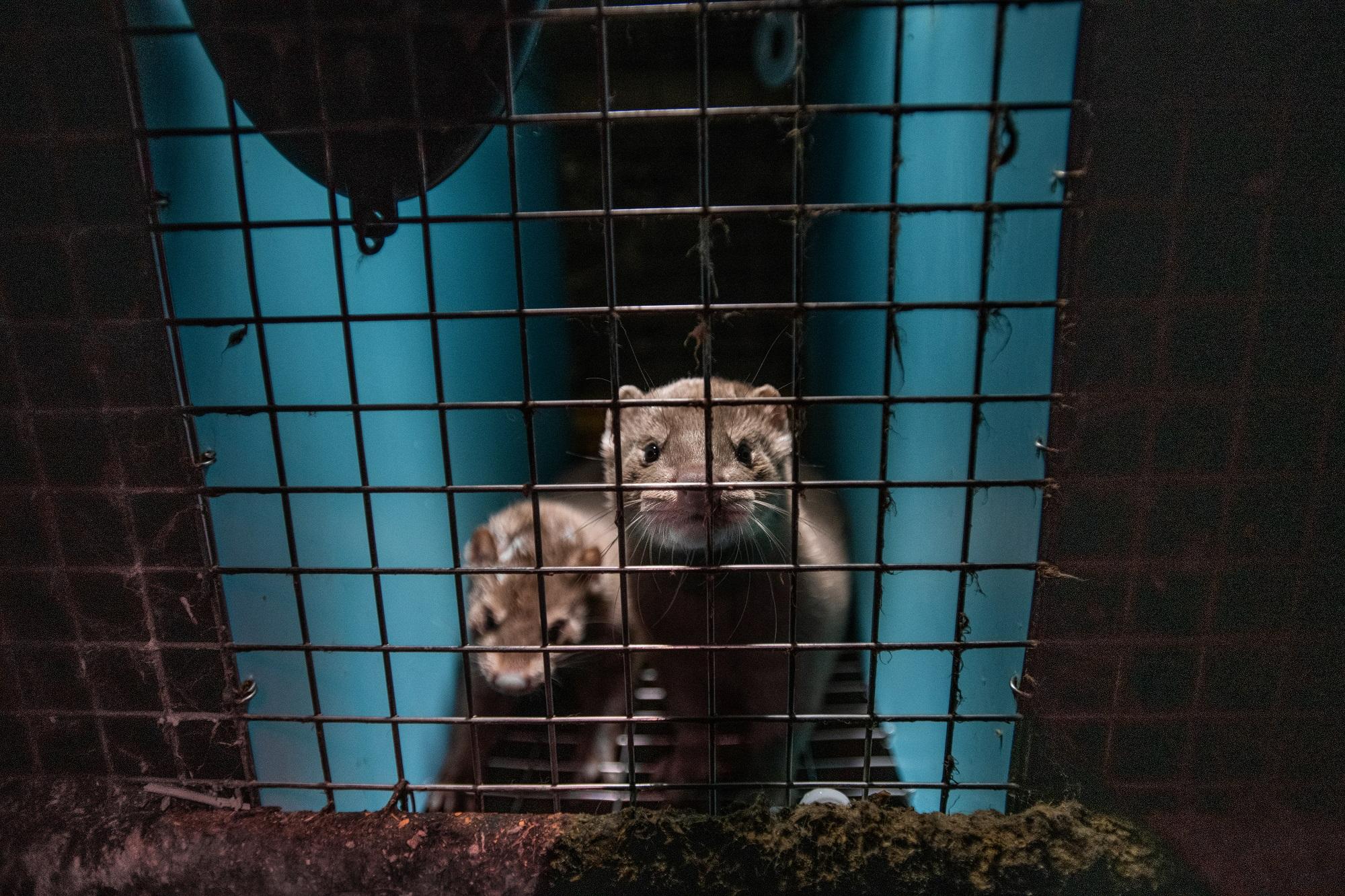 Two minks in cage on Quebec fur farm