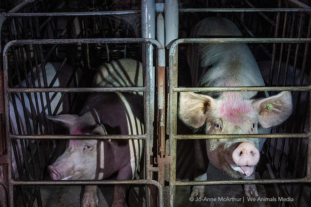 Image shows sows in gestation crates