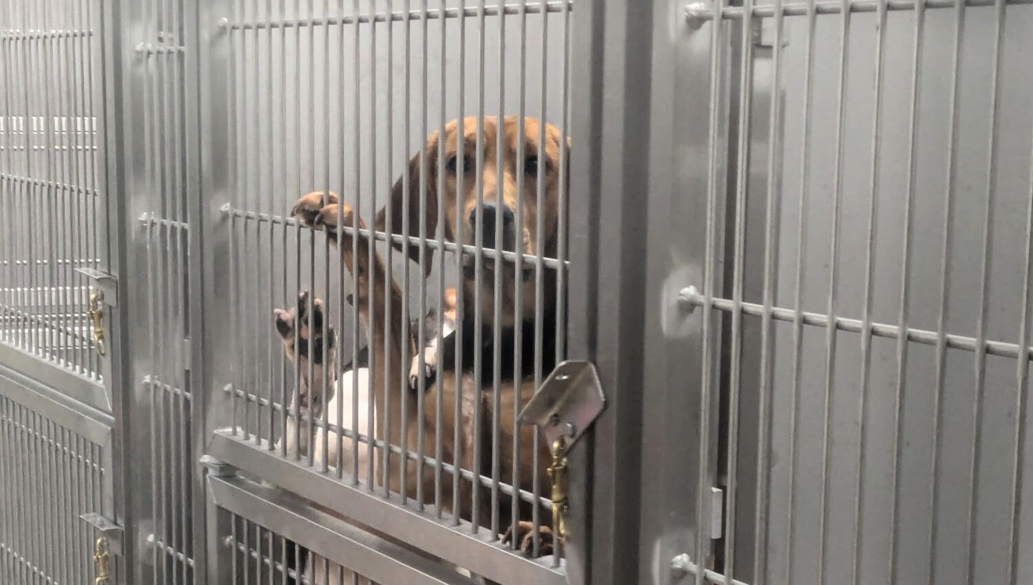 Dogs in cages at St. Joseph's Hospital animal testing lab in London, Ontario