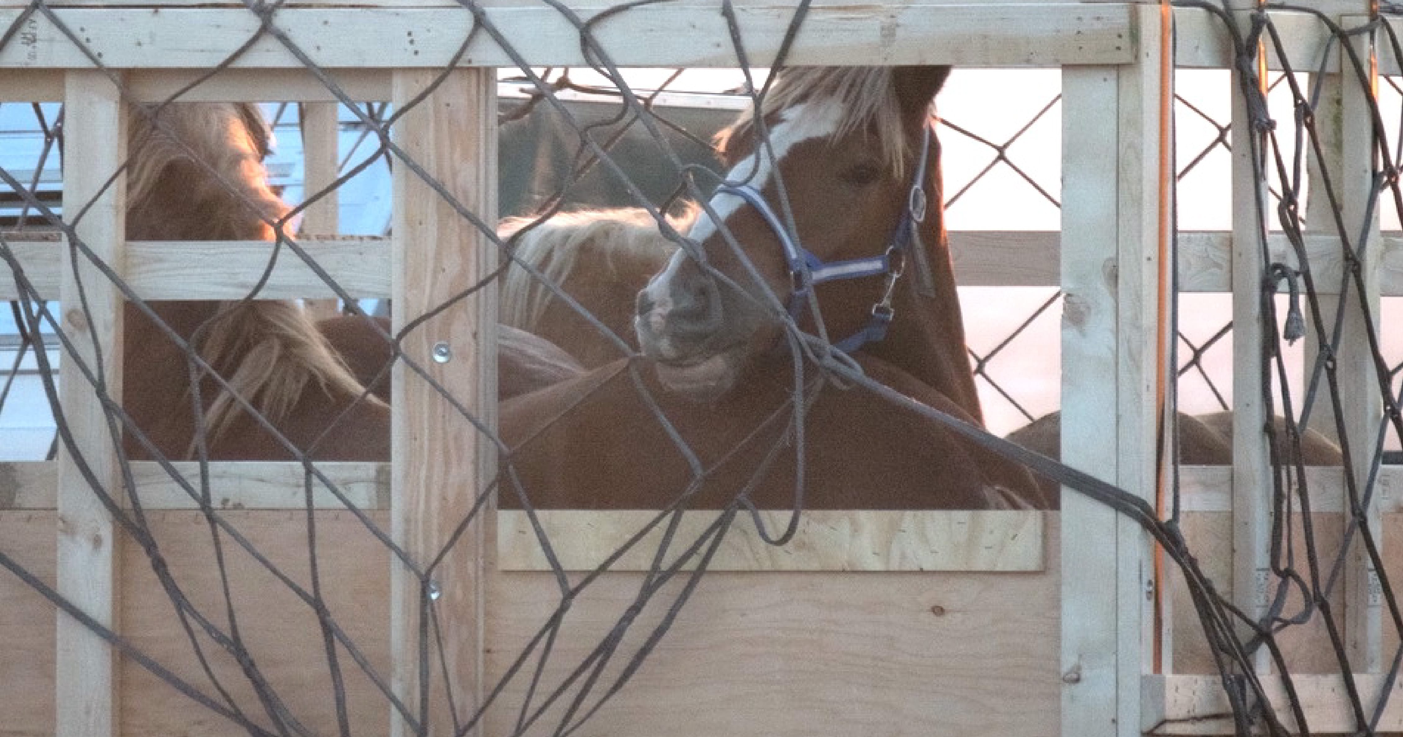 Image shows horse in crate ready for export at airport