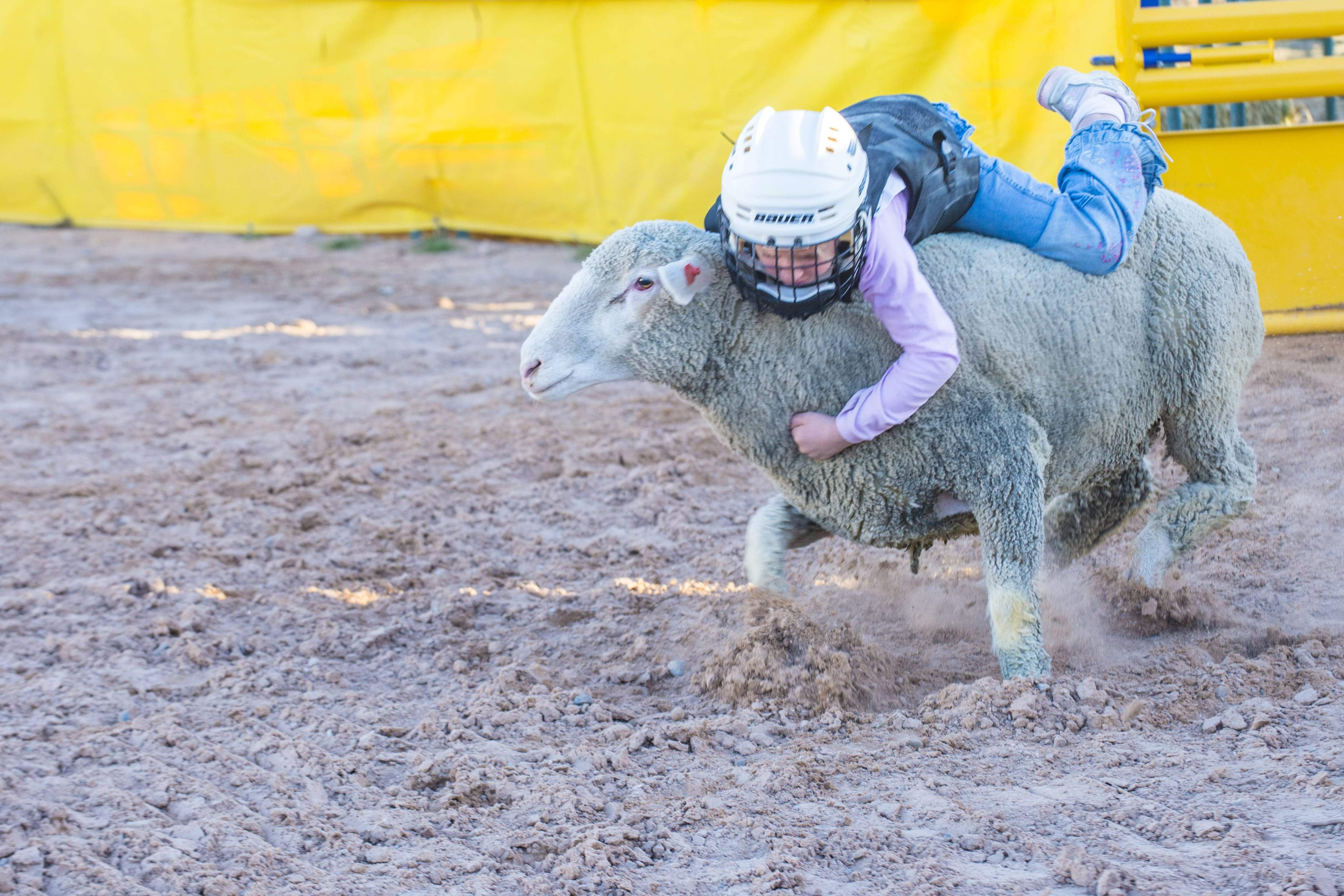 Image shows child on sheep